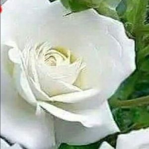 Meet your Posher, Marie